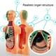 thumbnail image 3 of Modelo De Cuerpo Humano, Herramientas De Estudio De Modelo Educativo Para El Aprendizaje De Estudiantes, 3 of 7