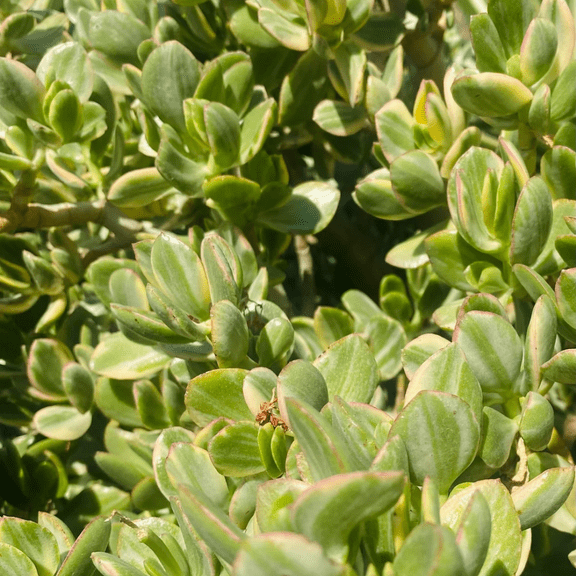 Variegated Jade Live Plant, 3.5 Inches Pot, Crassula Ovata Jade Live Plant, Variegated Foliage, Succulent Houseplant, 3 - 5 Inches Tall