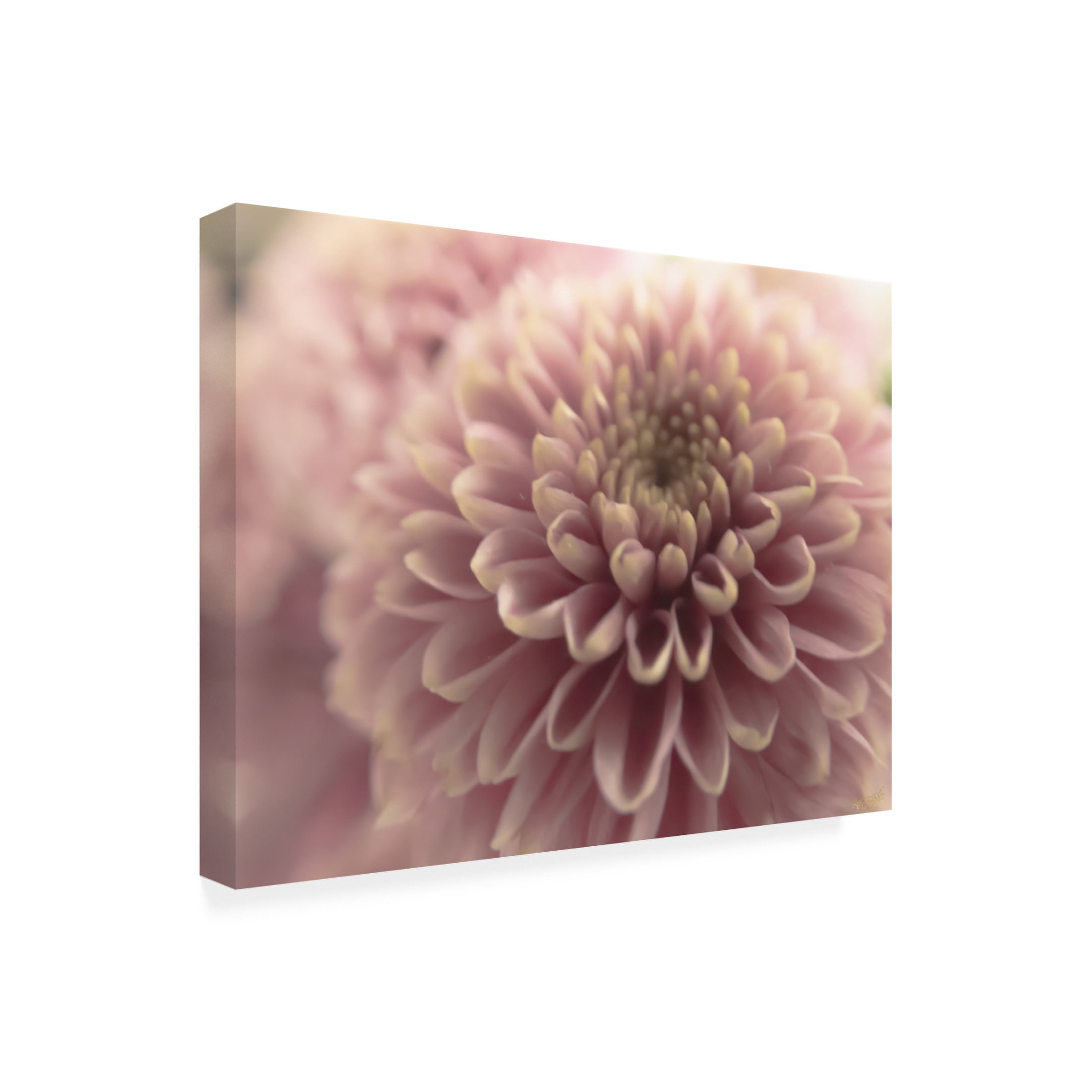 Canvas Wall Art - Life BeautifuLEE 'Gentle and Round' Wall Art for Living Room, Bedroom, or Office Décor by Trademark Fine Art - 24 x 18 Inches