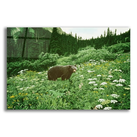 Epic Art 'Old Man Of The Mountain-Black Bear' by Ron Parker, Acrylic Glass Wall Art, 24"x16"