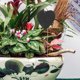thumbnail image 1 of VERDANVERSE 4Ud Etiquetas Para Plantas De Pizarra Accesorios Exclusivas Para Jardinería Y Cultivo, 1 of 8