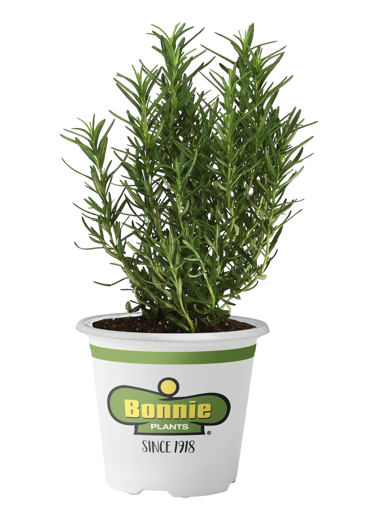 Bonnie Plants Rosemary