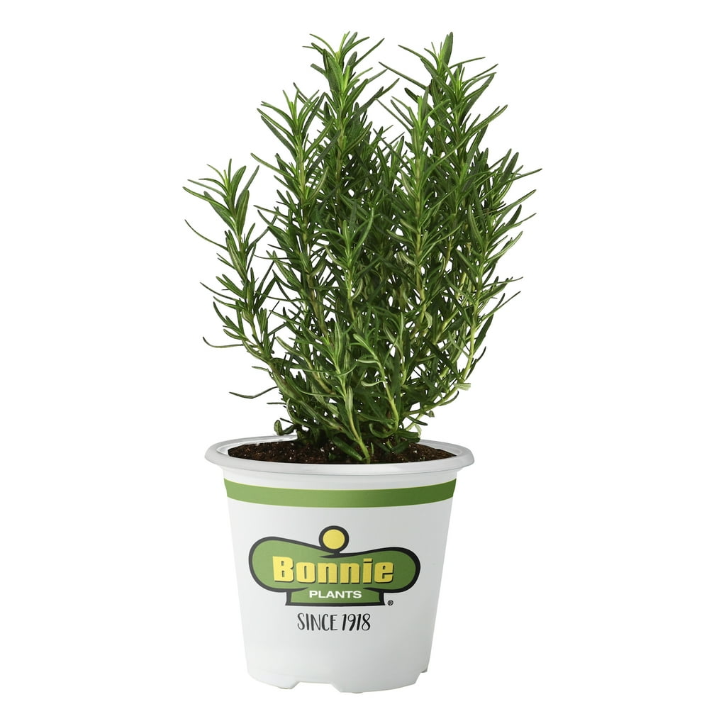 Bonnie Plants Rosemary