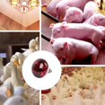 thumbnail image 1 of Dsscvnef Livestock Heat Lamp Farm Animal Warming Light for Piglets/Chicks/Lambs Brooder Bulb with Ceramic Socket (250W), 1 of 7