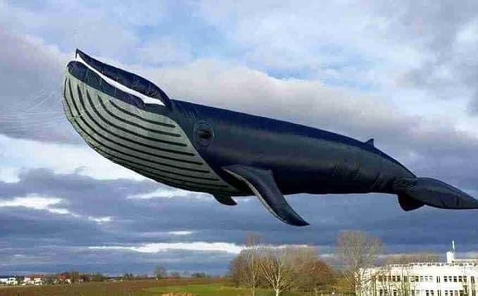 17M Kites Professional Giant Kites for Adults Whale Kite