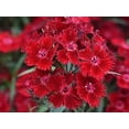thumbnail image 2 of 30 Telstar Crimson Red Carnations Seeds - Heirloom Dianthus for Garden Blooms, 2 of 6