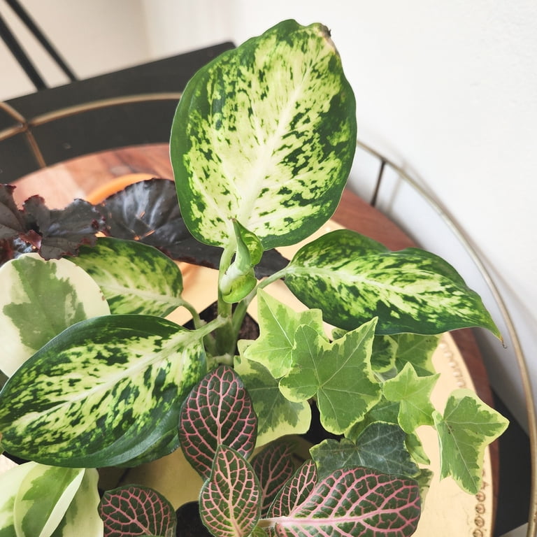pothos with holes in leaves Pothos 'Albo Variegata' – Mickey Hargitay Plants main image 0