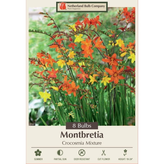 Crocosmia Crocosmilflora Mixture - 8 Bulbs - Montbretia - Very Hardy - Colorful