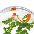 thumbnail image 4 of Minkissy 1Set Fake Green Duckweed Aquarium Floating Plant Lightweight Plastic Decoration, 4 of 7