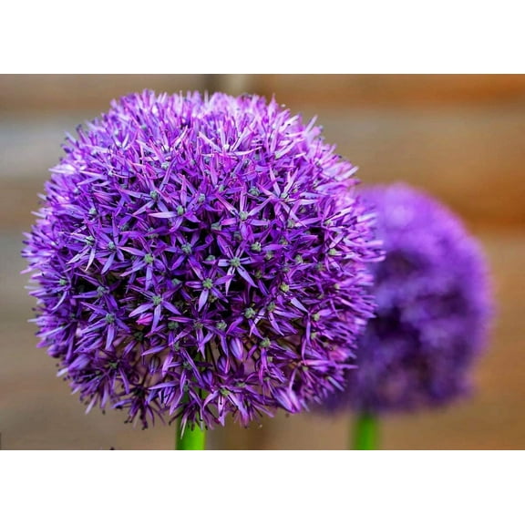 10 Dark Purple Allium Bulbs to Plant - Attractive Large Round Flowers