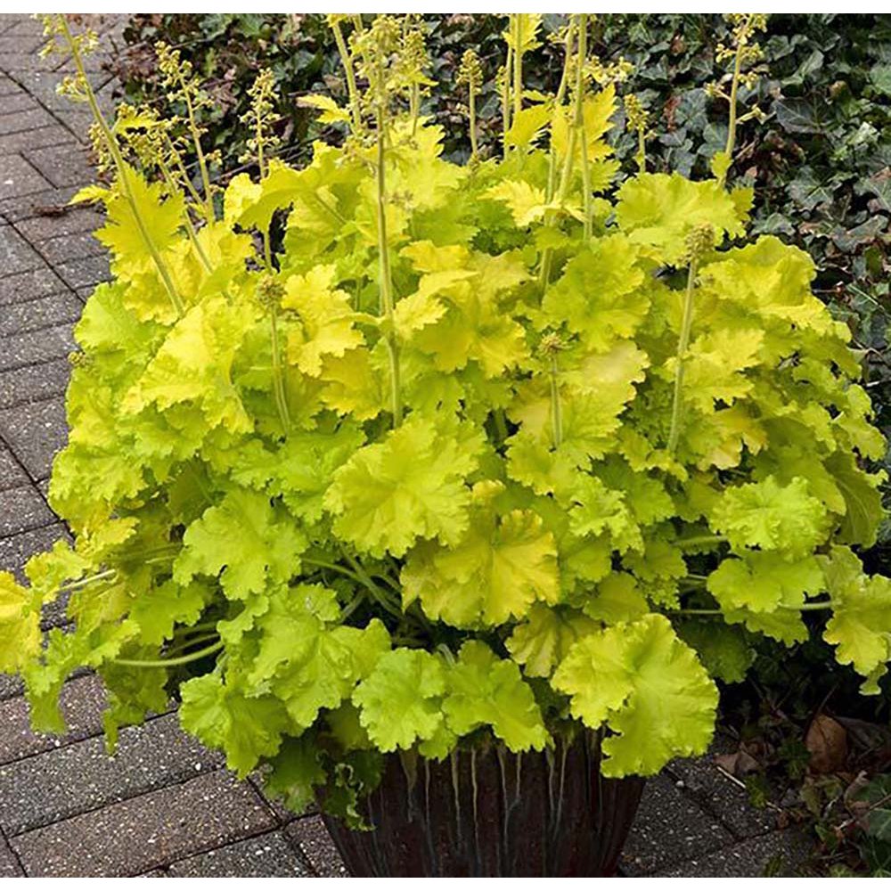 Twist of Lime Coral Bells Heuchera Gallon Pot