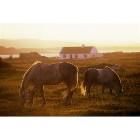 - Ponies Grazing in a Field Connemara County Galway Republic of Ireland Poster Print by The Irish Image Collection, 18 x 12