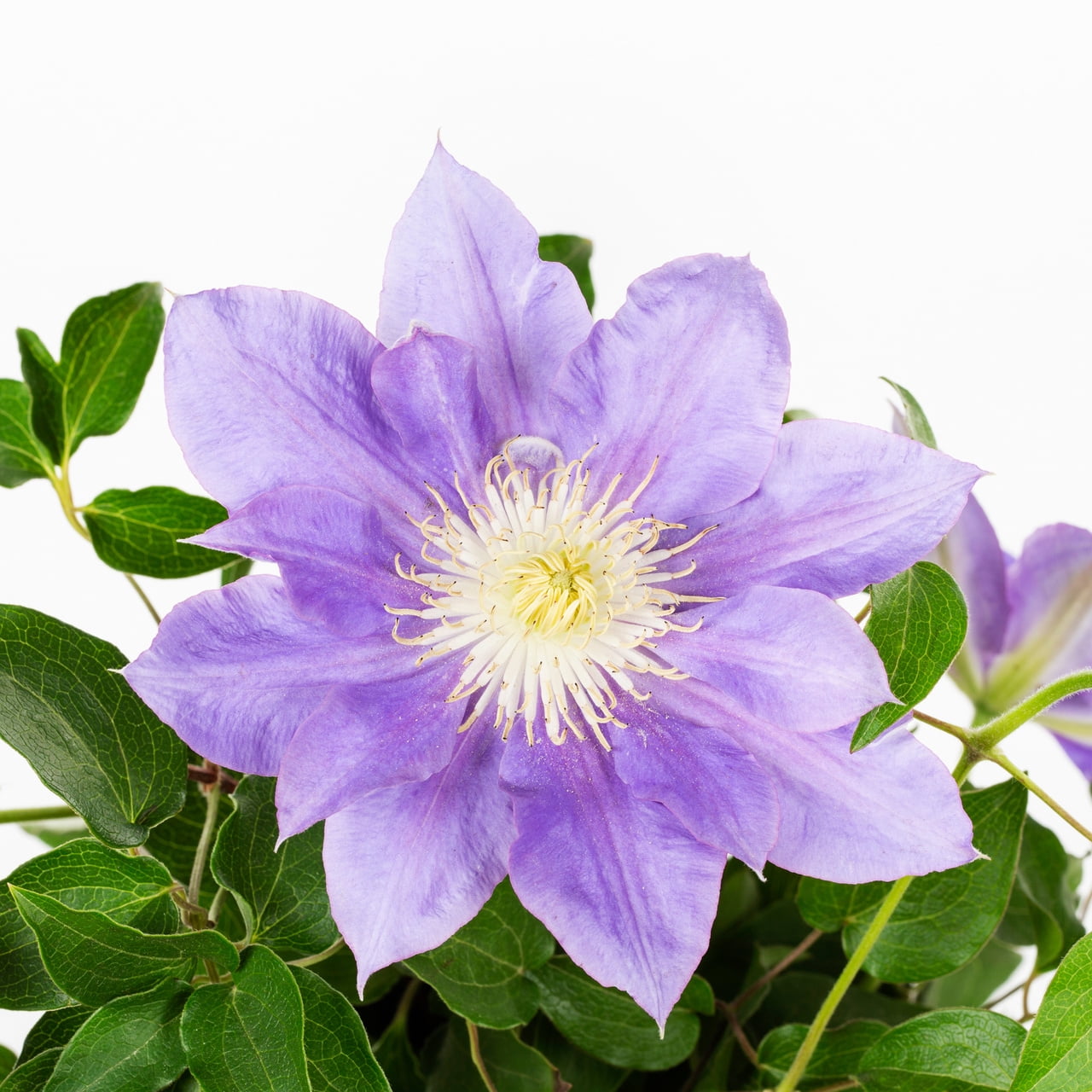 Expert Gardener Purple Clematis Live Perennial Plant, 1.5 gal, Full Sun