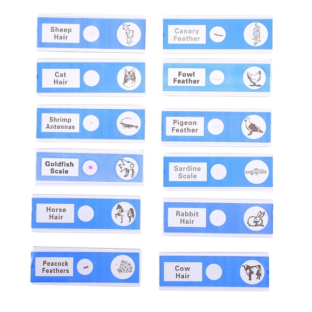 MasteelfCA 12 Pcs Microscope Préparé Diapositives pour Spécimens d'Échantillons d'Animaux