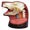 thumbnail image 3 of Modelo de Anatomía del Oso Animal 4D Vision, 36 Piezas, Órgano de Biología Animal Desmontable, Suministros Anatómicos para el Aula, Enseñanza, 3 of 5