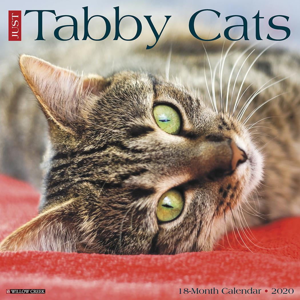 Just Tabby Cats 2020 Wall Calendar (Other) - Walmart.com - Walmart.com