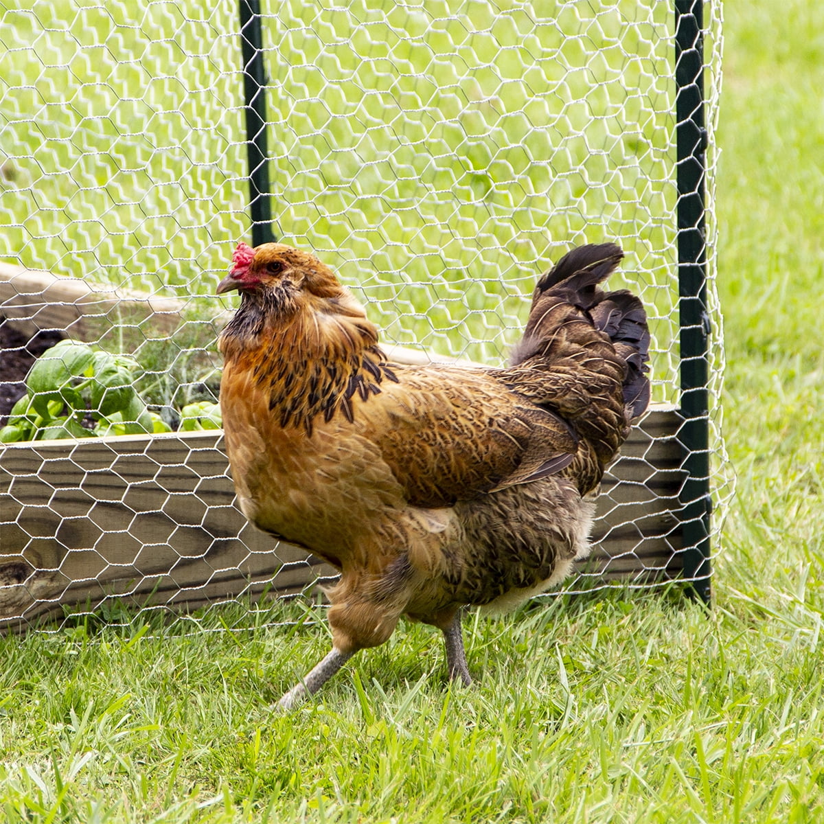 Expert Gardener Galvanized Steel Gray Chicken Wire - 24 in x 50 ft - Rolled Wire Netting