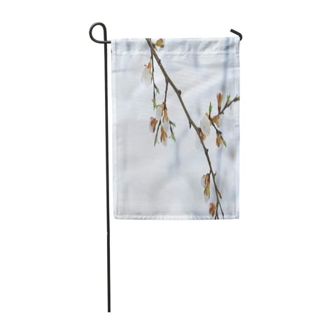 SIDONKU Tender Apricot Blossom Buds and Flowers in The Spring Snow Coming of Awakening Garden Flag Decorative Flag House Banner 28x40 inch