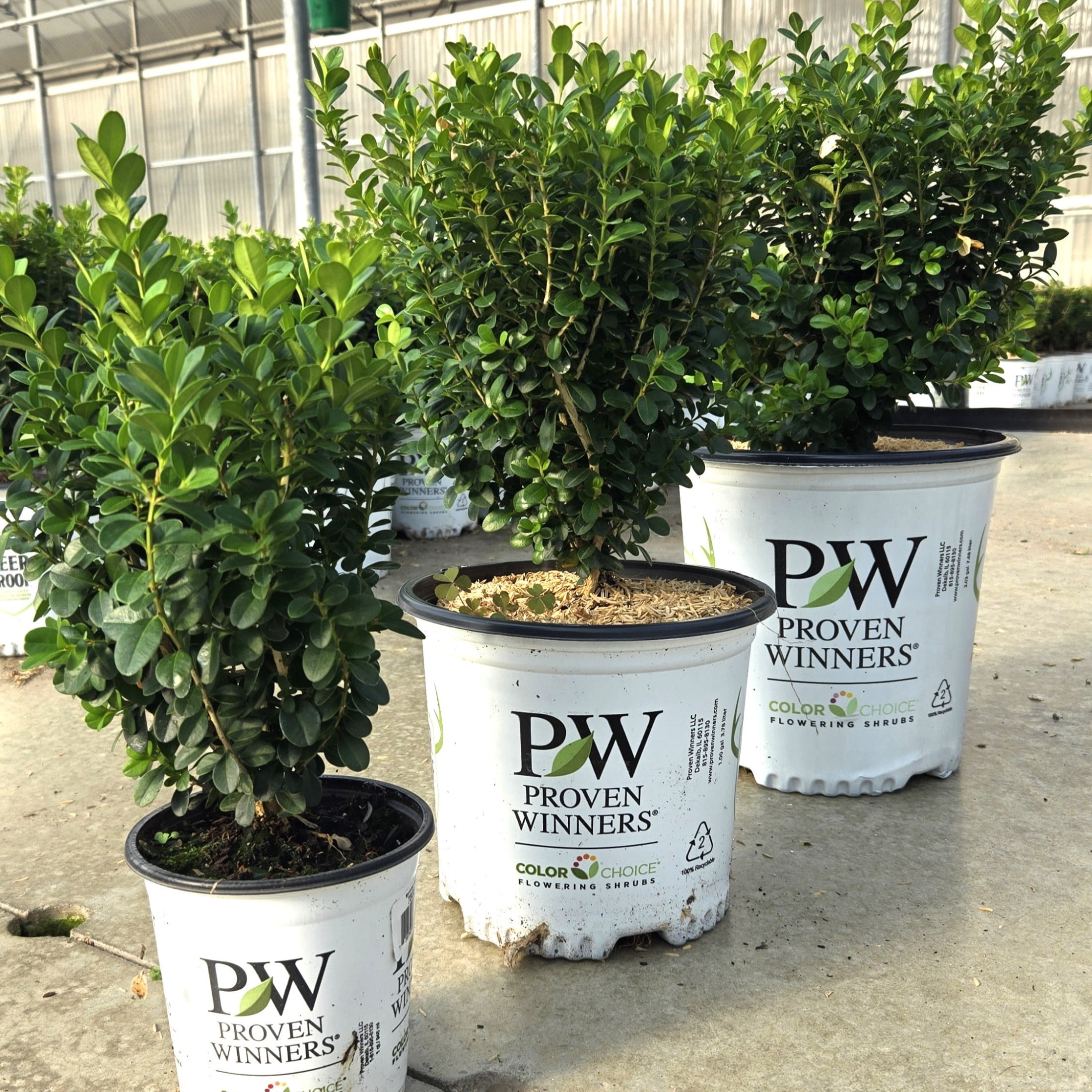 Proven Winners ColorChoice 6" Sprinter Boxwood Live Plant in 7.5" Pot