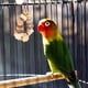 thumbnail image 5 of Chewing Toys Rattan Balls Funny Logs Bite Toys Wooden Cardboard Easy Installation Exercise Claws for Budgie ANGGREK Otros, 5 of 8