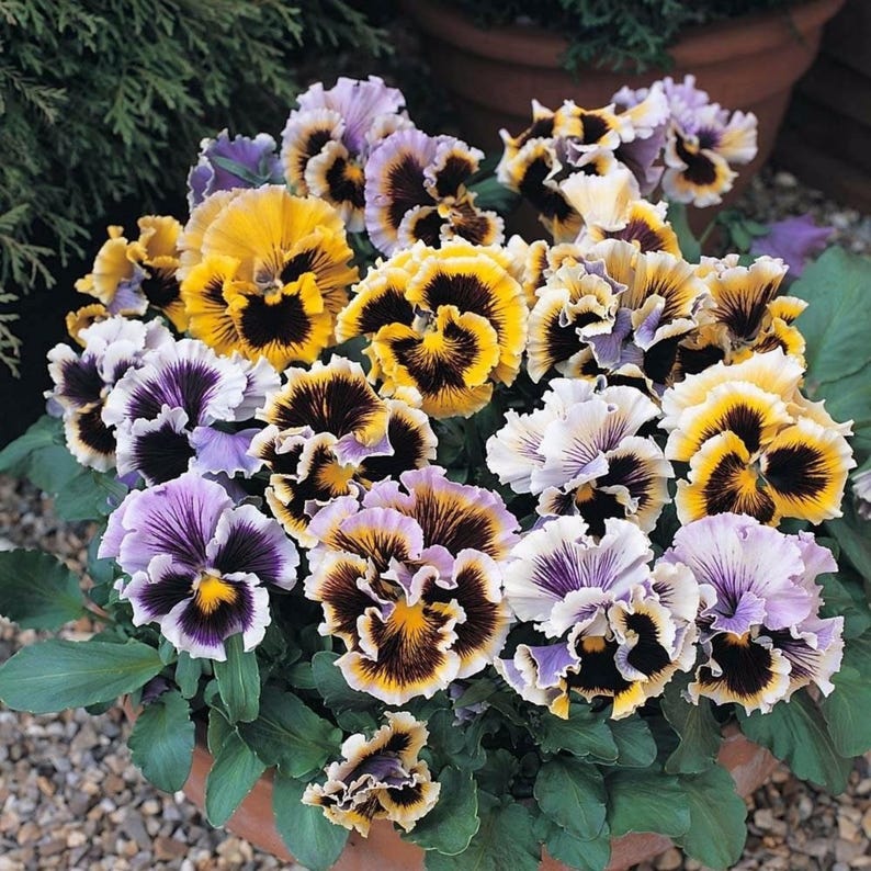 25 Seeds Frizzle Sizzle Mix Pansy Viola Cold Self-Pollinating Draft Planting Guide