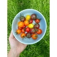 thumbnail image 3 of Rainbow Cherry Tomato Mix/Full Sun/Annual/2100 Seeds 1/8 oz/Zellajake Farm and Garden - B94, 3 of 4
