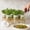 White-4PCS, variant on Grusce 8 Pack Microgreens Growing Kit Compatible with Mason Jar, Deep and Shallow Hydroponic Sprouting Tray for Indoor Gardening Easy Indoor Microgreens Grower for Kitchen Herb and Home Growing