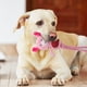 thumbnail image 2 of Juguetes para perros que les gusta masticar Juguetes para mascotas Squeaky Frog Rope Toys Juguetes trenzados para perros pequeños y medianos, 2 of 6