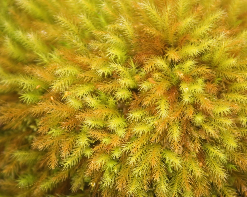 Hawaii Big Island Hawaii Volcanoes National Park yellow moss on forest