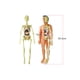 thumbnail image 4 of Modelo de cuerpo humano Órganos y huesos Kit de herramientas de aprendizaje de ensamblaje simple Mod Meterk  TXMR-026, 4 of 7