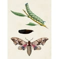 thumbnail image 2 of Unknown  25x32 White Modern Wood Framed Museum Art Print Titled - Caterpillar and Moth IV, 2 of 4