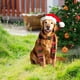 thumbnail image 4 of JSTY323-331 Christmas Garden Insertion Christmas Hat Chicken Festival Decoration Plugin, 4 of 4