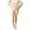 Beige, variant on 1PC Women'S Leggings Beige Spandex Women's Solid Color Pantyhose Latin Pole Dance 70D Plus Size Reflective Socks