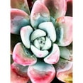 thumbnail image 3 of Orlov, Irena 19x24 Black Modern Framed Museum Art Print Titled - Pastel Succulent Beauty V, 3 of 5