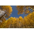 thumbnail image 2 of Jaynes Gallery 14x11 Gold Ornate Wood Framed with Double Matting Museum Art Print Titled - USA-Colorado-Uncompahgre National Forest Aspen tree grove in fall color, 2 of 4