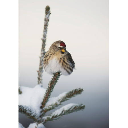 A Common Redpoll (Carduelis flammea) perches atop a snowy spruce tree on a frigid day in Interior Alaska Fairbanks Alaska Canvas Art - Greg Martin Design Pics (26 x 36)