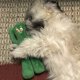 thumbnail image 4 of Juguete de peluche para perros NQ verde 20 cm, 4 of 5
