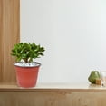 thumbnail image 2 of Miangastore 50Pack Simple Design Modern Visual Representation PP Flower Pots with Drainage for Balcony and Patios, 2 of 9