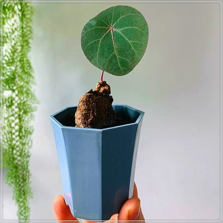 

Stephania Bulb Herbaceous Deciduous Vine Outdoor Perennial Plant Potted Plant Ornamental Interior Decoration Stephania Bulb For Sale