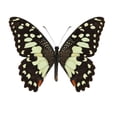 thumbnail image 2 of Yeetfub 2024 Thick Peel And Stick Backsplash Clearance Home 3D Butterfly Wall Decor Birthdays Parties Cake Decal Weddings Kids Bedroom Oversized Butterfly Wall Decoration, 2 of 7