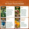 thumbnail image 3 of California Poppy Flower Seeds, 20,000 Native Wildflower Seeds, California State Flower - Created By Nature, 3 of 6