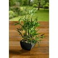 thumbnail image 4 of Westcharm 18 inch Faux Bamboo Plant - Lush Green Artificial Bamboo in Black Pot with River Stones, 4 of 10