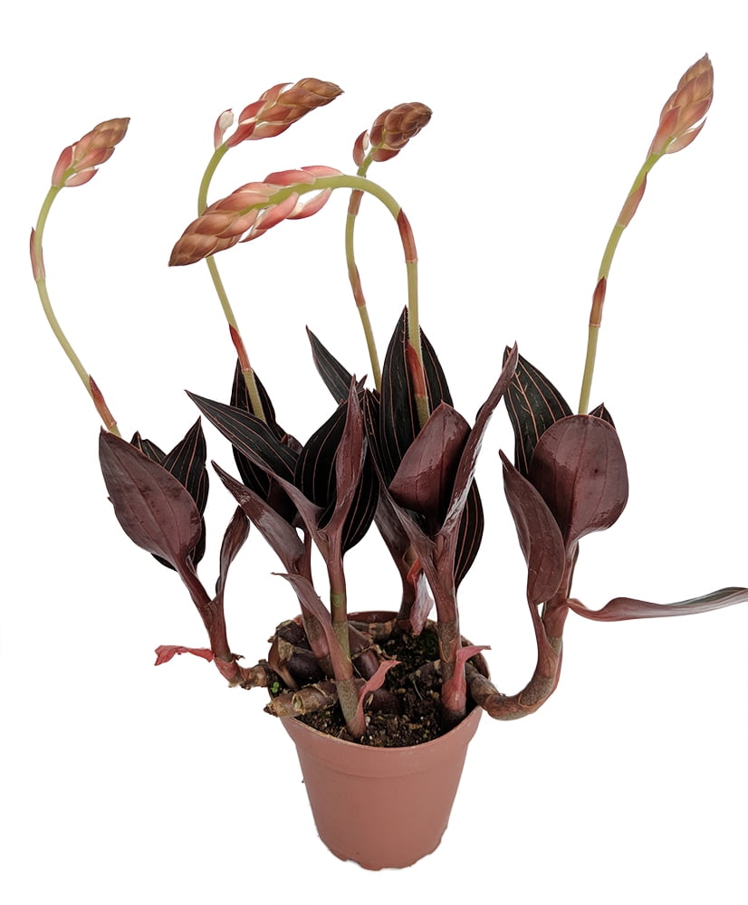 Jewel Orchid Plant - Ludisia discolor - RARE - 4" Pot ...