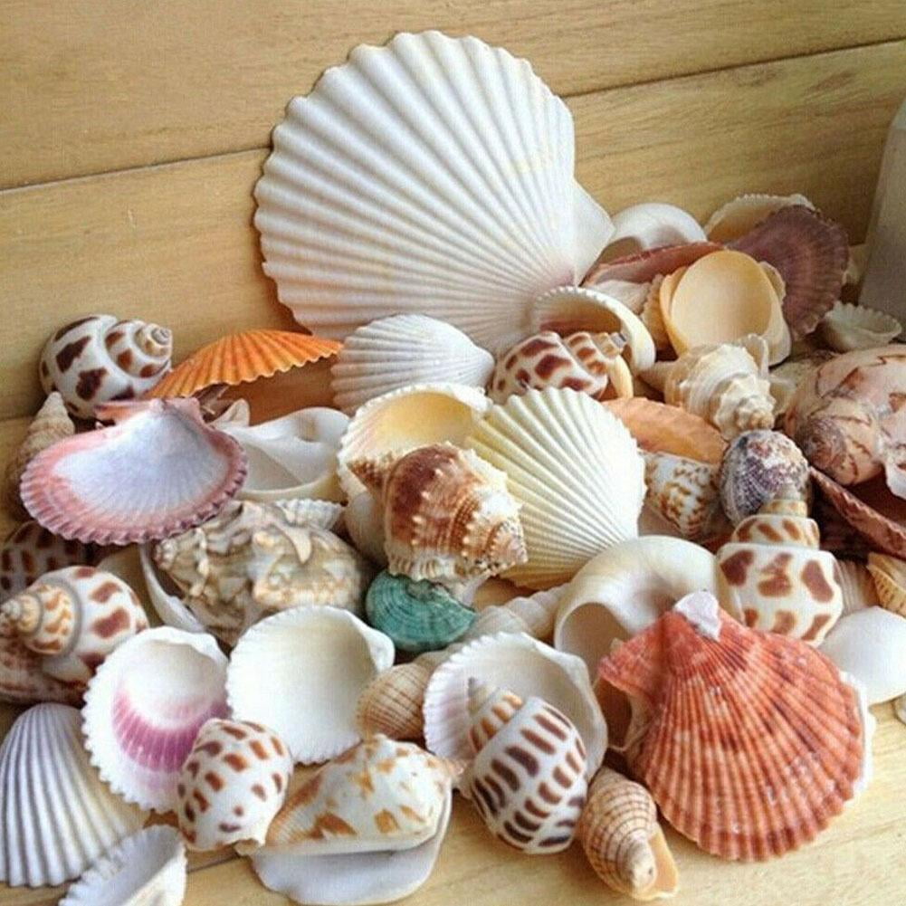 X100 Small Mixed Natural Unvarnished Shells Shells for Decoration