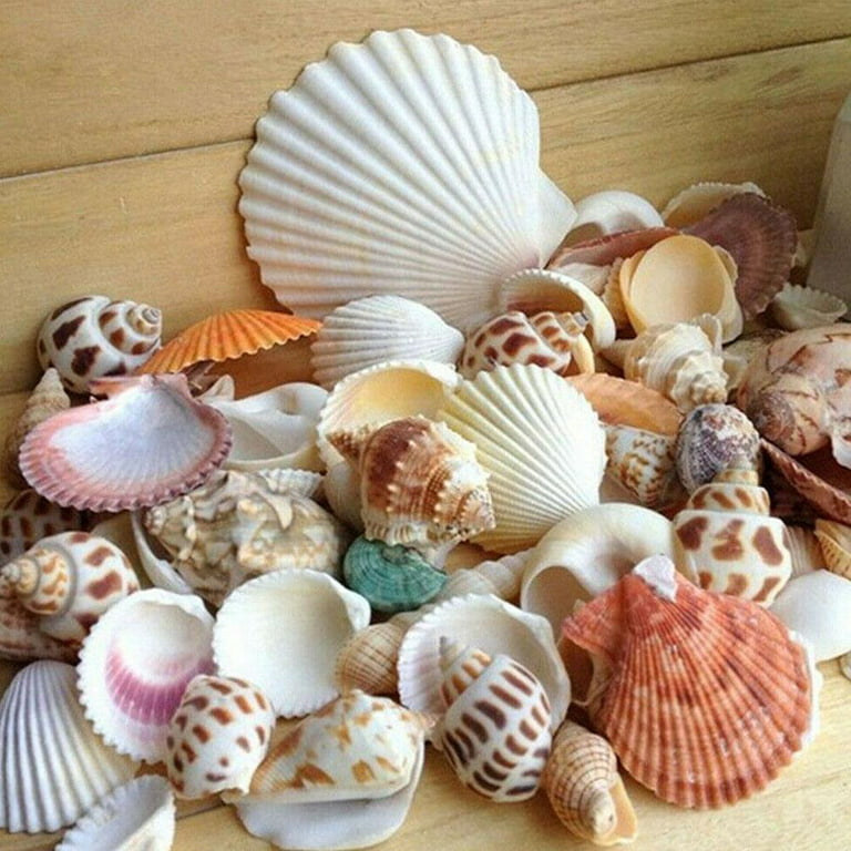 Beach Decoration 30pcs Natural Seashell Mix Shells Conch Micro Landscape Decor Fish S2G4 for Garden 100g Aquarium J3d7