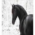thumbnail image 3 of Animal Duvet Cover Set, Friesian Sport Horse Portrait on a Snowy Winter Background Novelty Picture Print, Decorative 3 Piece Bedding Set with 2 Pillow Shams, Calking Size, White, by Ambesonne, 3 of 3