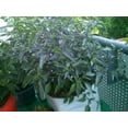 thumbnail image 3 of 20 FILIUS BLUE PEPPER Capiscum Annuum Christmas Pepper Vegetable Seeds, 3 of 5