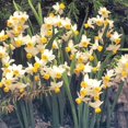 thumbnail image 4 of Canaliculatus Daffodil Flower Bulbs Jumbo Pack - 50 Bulbs per Pack - Deer Resistant - Good as Cut Flowers - Grows Well In Containers - Perennializing - Grow Indoors or Outdoors – Live Plant Garden, 4 of 6