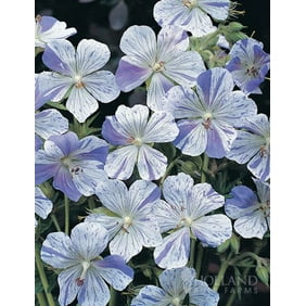 Birch Double Cranesbill - Walmart.com