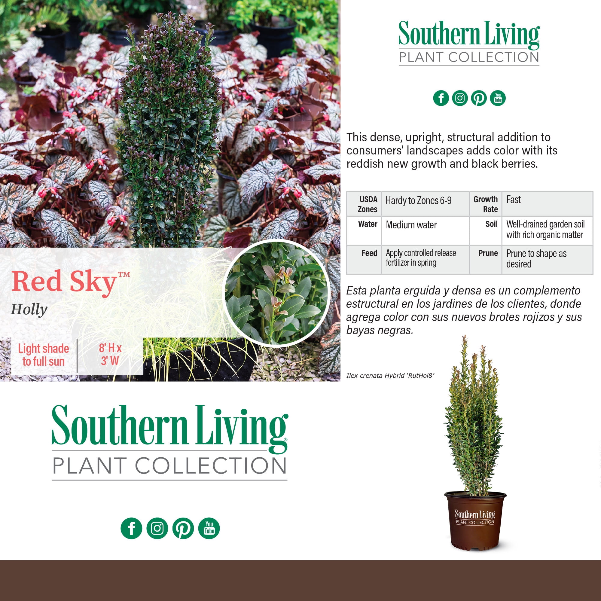Southern Living Holly Red Sky Live Shrub in 1-Gallon Grower Pot